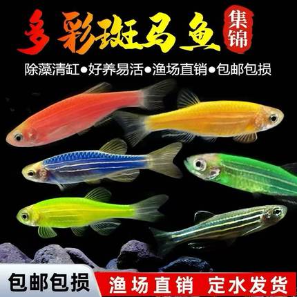 斑马鱼热带观赏鱼孔雀鱼灯科红绿灯鱼小型活体冷水鱼淡水好养耐活
