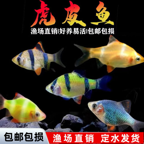 虎皮鱼绿虎皮热带鱼观赏鱼