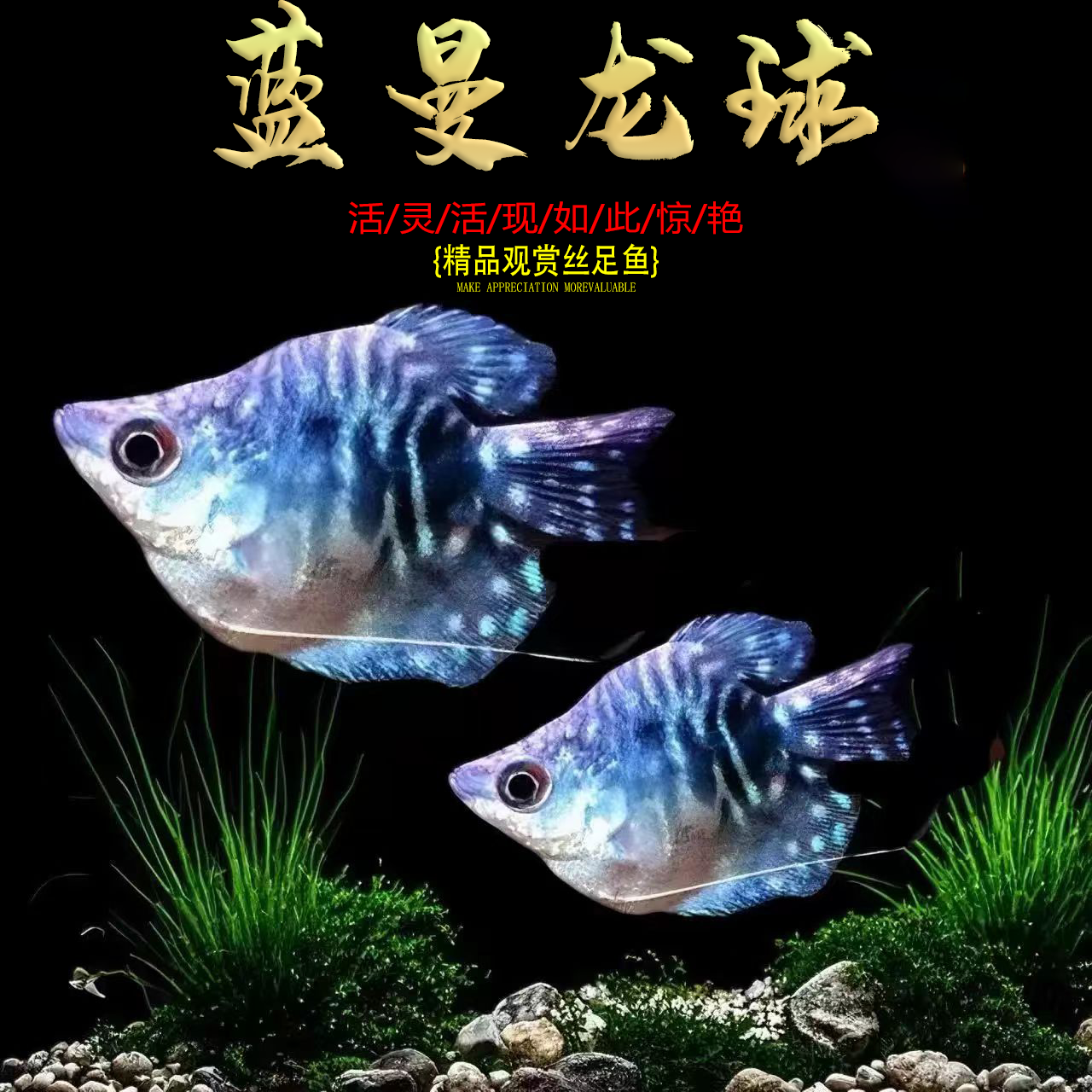 曼龙球鱼热带观赏鱼黄曼龙蓝曼龙五彩血珍珠马甲球活体小型淡水