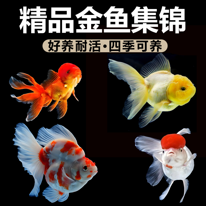 冷水观赏鱼金鱼活鱼好养耐活狮子