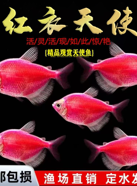 天使鱼观赏鱼彩群鱼热带鱼群游小型鱼淡水鱼好养耐活喂食