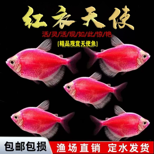 天使鱼观赏鱼彩群鱼热带鱼群游小型鱼淡水鱼好养耐活喂食