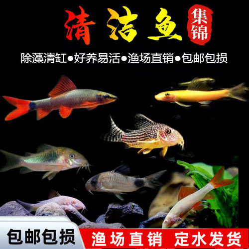 清洁鱼除藻鱼鼠鱼工具鱼