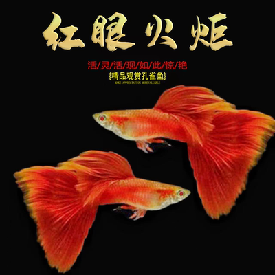 孔雀鱼观赏鱼热带好养耐活斑马鱼