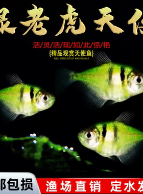 天使鱼观赏鱼彩群鱼热带鱼群游小型鱼淡水鱼好养耐活喂食