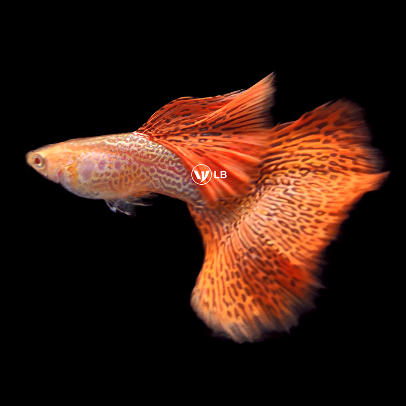 孔雀鱼活体纯种精品红蕾丝白子凤尾鱼观赏鱼热带鱼自家繁殖宠物