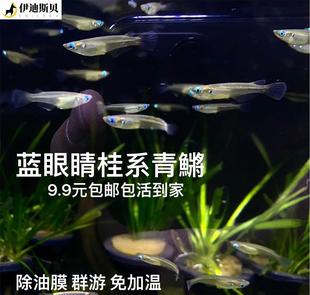 精品青鳉鱼新款 红树林鱂桂系鱂弓背原生耐寒耐热群游蓝眼睛幽灵除