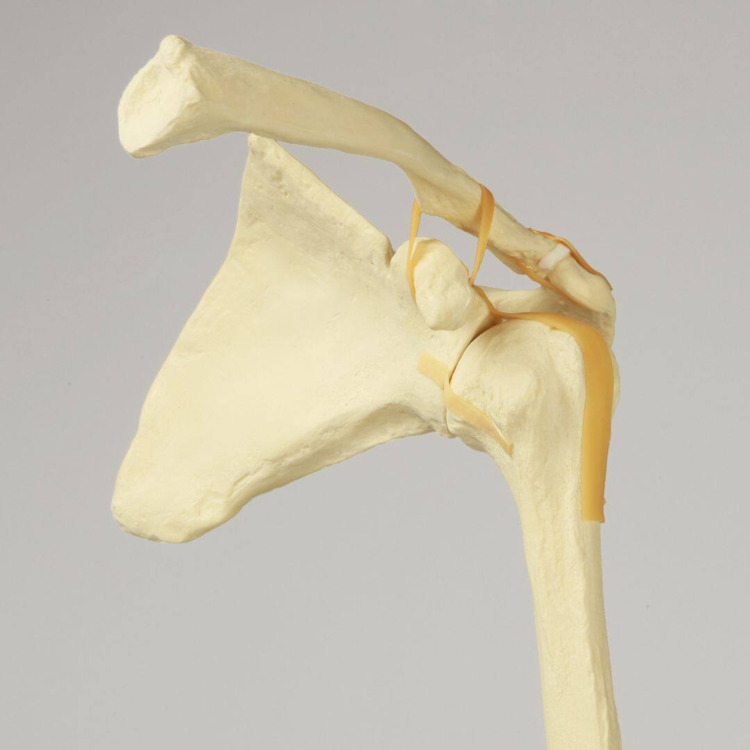 肩关节仿真骨sawbones假骨workshop手术实操培训练习人体骨骼模型