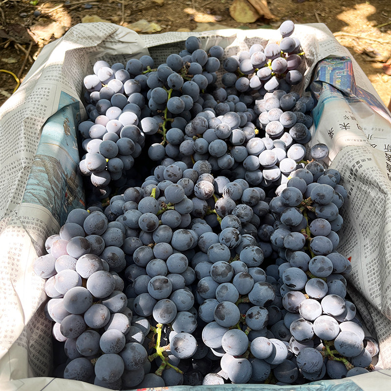 汽运 广西酿酒山野葡萄30斤自制红酒新鲜水果葡萄非赤霞珠巨峰