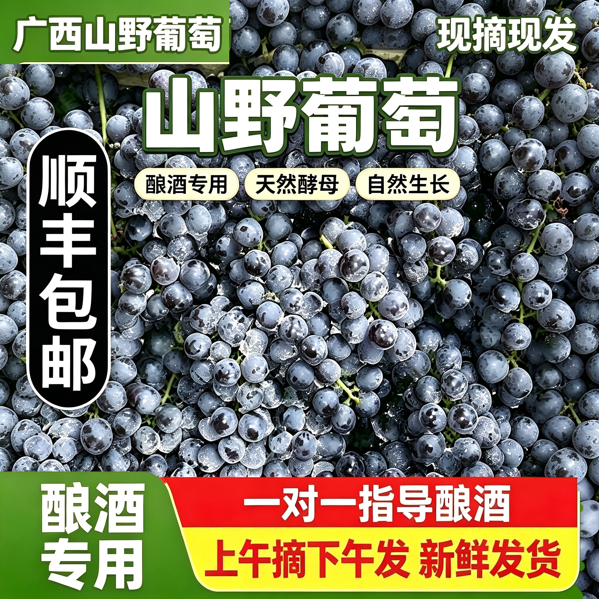 [现货顺丰] 酿酒山葡萄广西野葡萄自酿酒葡萄应季新鲜水果非夏黑