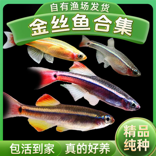 白云金丝鱼活体小型冷水鱼唐鱼原生鱼不加温观赏原生淡红尾灯科鱼