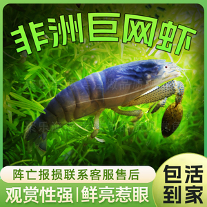 非洲巨网虾热点淡水温顺混养