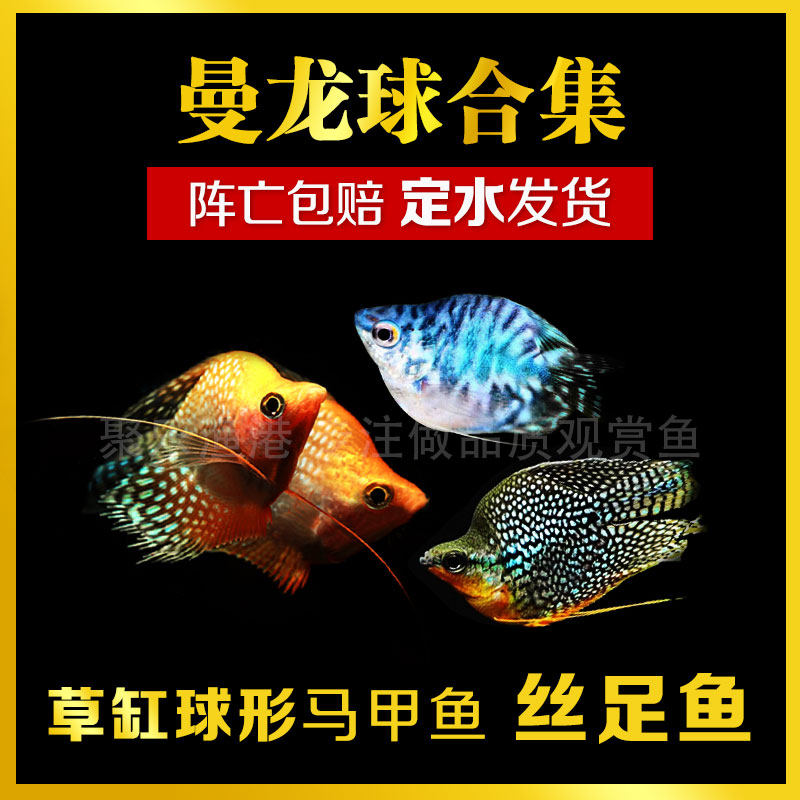 黄金马甲蓝曼球龙珍珠马甲球鱼丝足鱼热带观赏鱼淡水宠物鱼活体