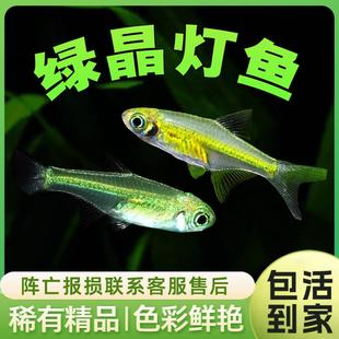 绿晶灯鱼群游热带淡水包活小型透明灯科鱼稀有
