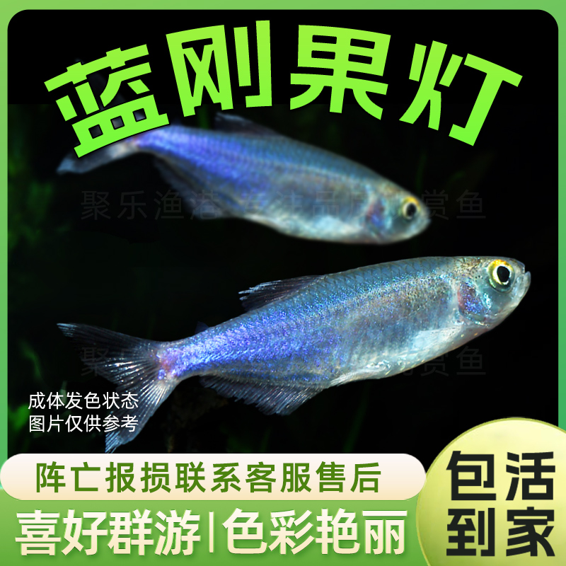 刚果群游灯科七彩闪光蓝线小型鱼