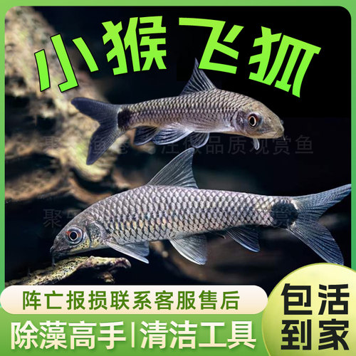 除藻小猴飞狐工具垃圾丝毛除藻
