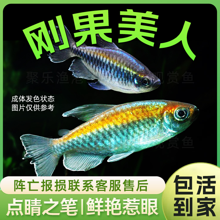 刚果美人刚果霓虹鱼活体 热带观赏淡水草缸脂鲤灯科小型群游鱼