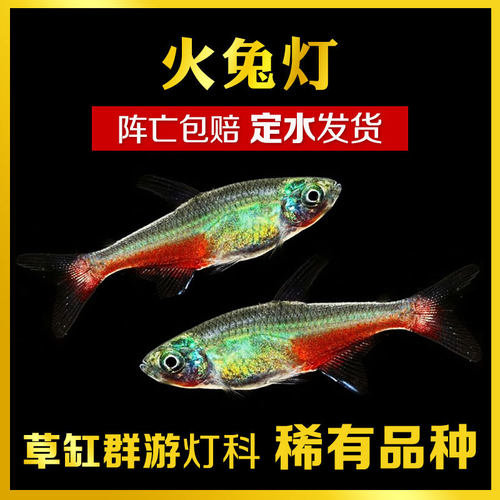 热带鱼小型稀有价格 热带鱼小型稀有图片 星期三