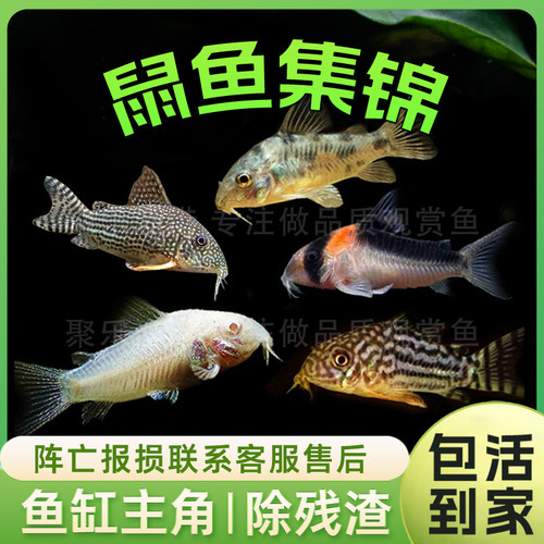 鼠鱼热带淡水除渣观赏鱼