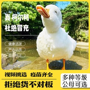 纯种柯尔鸭活宠物成年赛级可达鸭蛋S级科尔鸭小黄鸭子幼崽宠物鸭