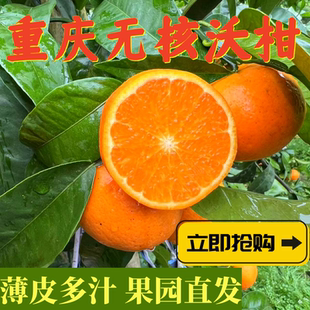 包邮 水果薄皮无籽整箱5斤8斤 重庆091无核沃柑新鲜采摘当季