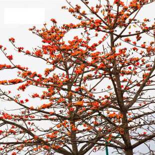 宜享健康川特产天然野菜精品干货攀枝花花蕊花心膳炒炖煮1果肉条
