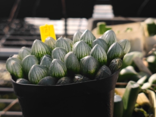 十二卷实生所见所得三兵植物园颛顼三兵玉露实生一组5个可选