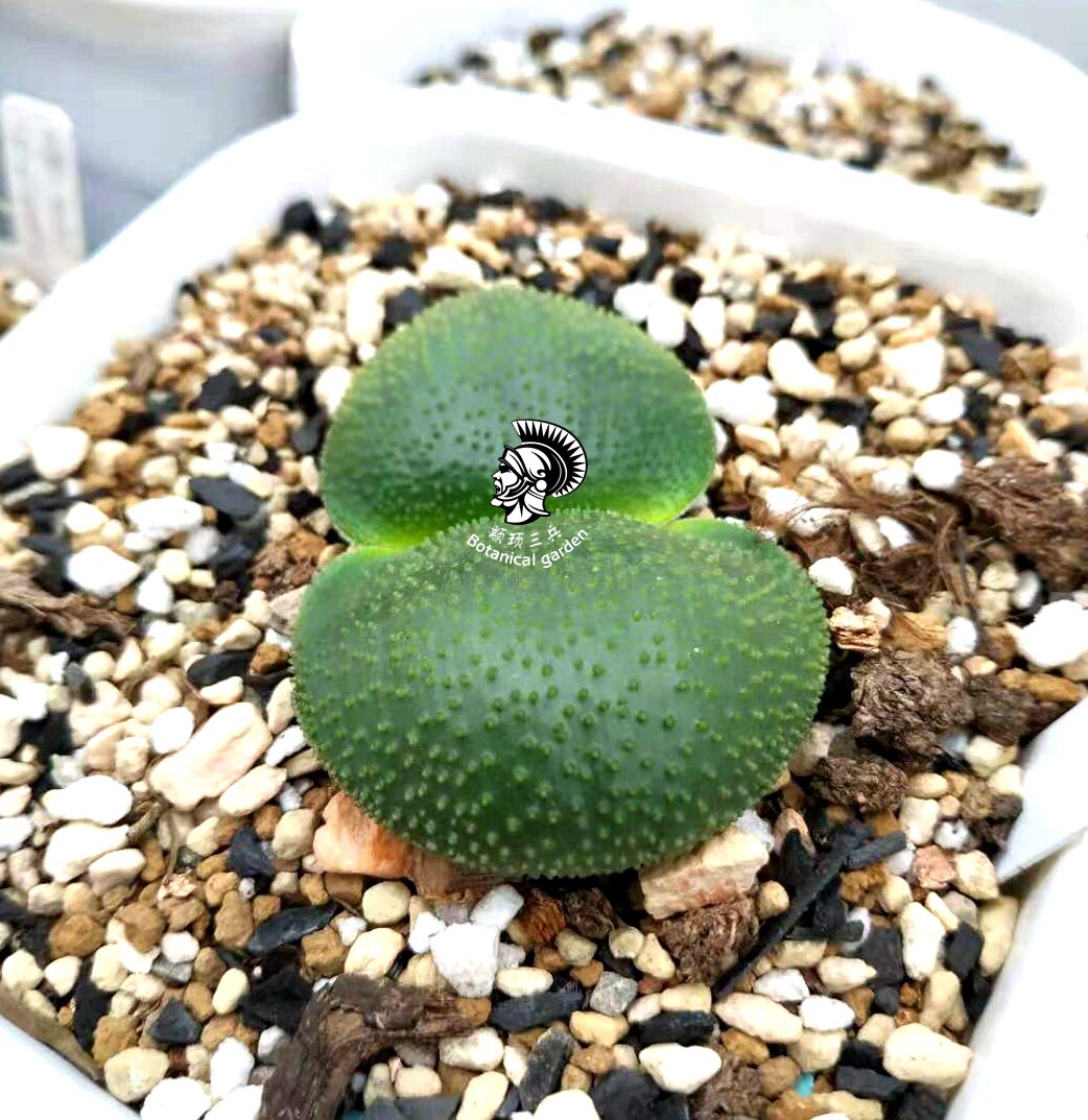 brunsvigia radula 实生二年苗 灯台百合 泡泡灯台花 南非球根