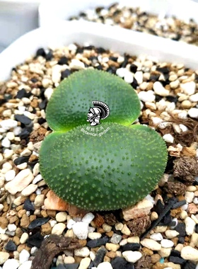 Brunsvigia radula 实生二年苗 灯台百合 泡泡灯台花 南非球根