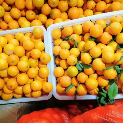 已售馨麻阳锦蜜瑕疵果、小果净重9.2斤包邮现摘现发