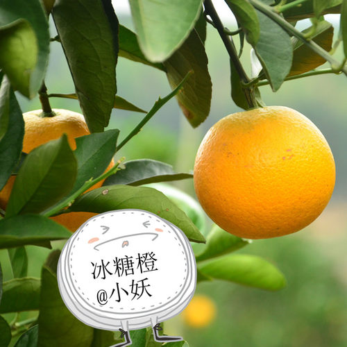 麻阳冰糖橙现摘现发净重9斤包邮