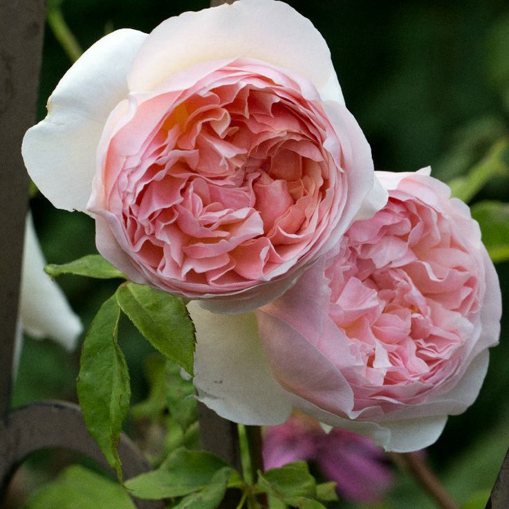 【tomの家】伊芙琳/依芙琳玫瑰奥斯汀灌木月季花卉庭院植物浓香