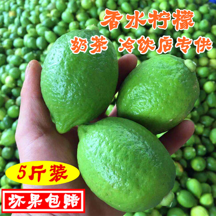 新鲜广东本地香水柠檬巨香无籽四季青柠檬奶茶冷饮店专用5斤装