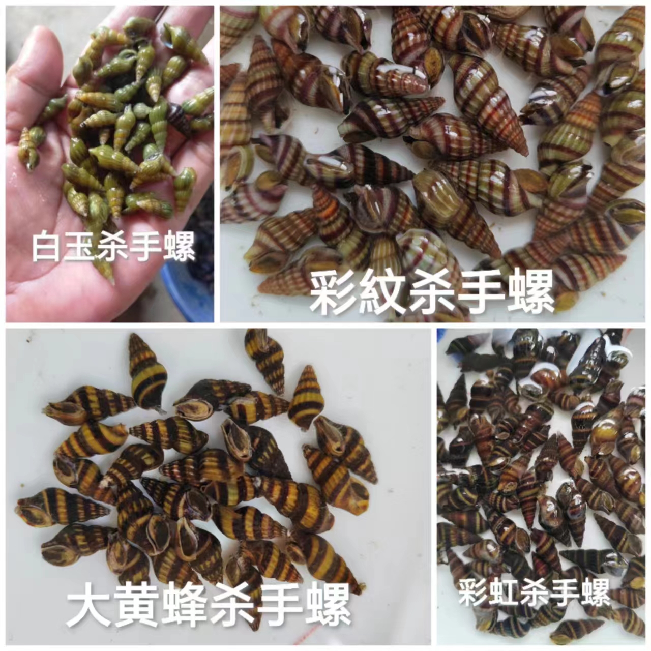 杀手螺观赏除藻杂螺除涡虫大黄蜂工具清洁鱼缸热带淡水草缸钻纹蜗