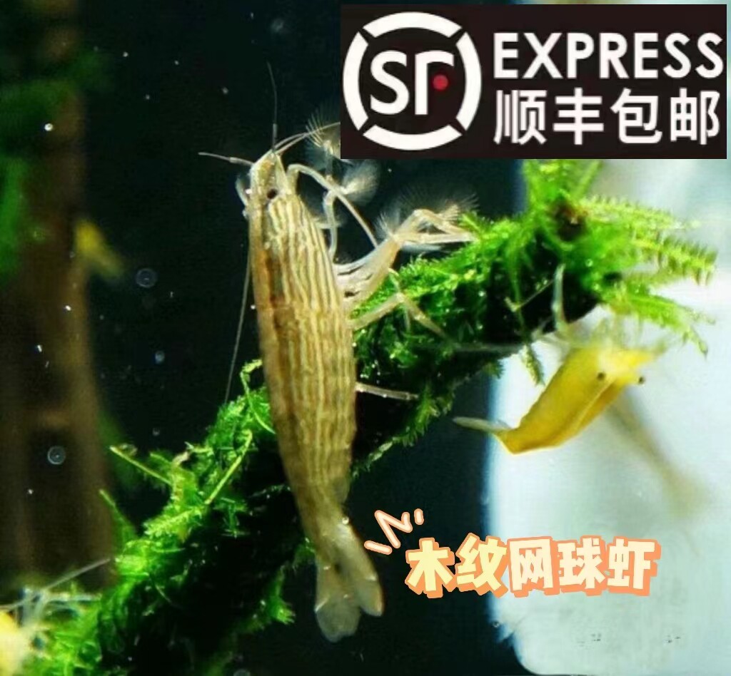 木纹网球虾观赏虾活体清洁虾米虾巧克力蓝宝石香吉士红琉璃极火虾