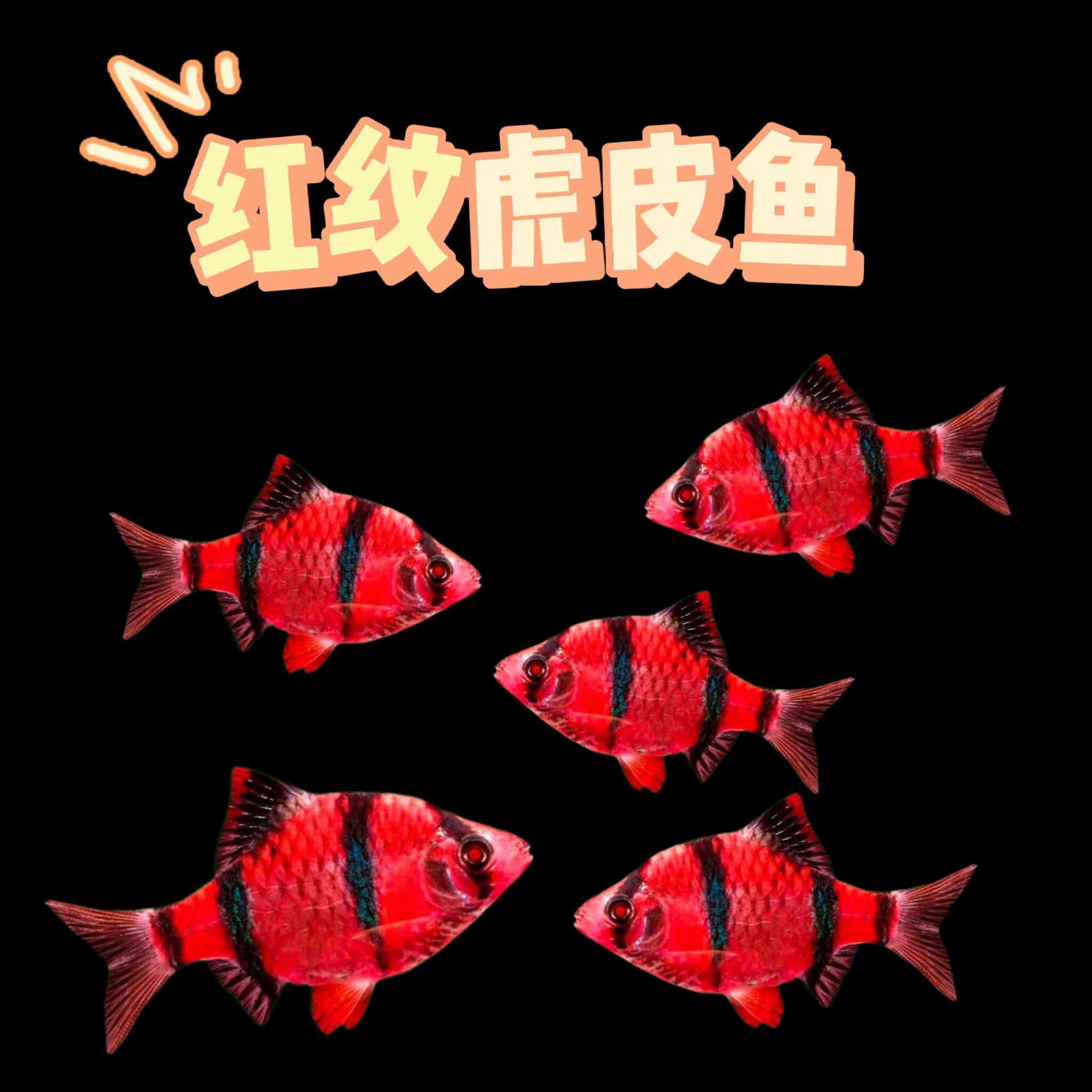红纹虎皮鱼新品种基因改良不褪色虎皮鱼蓝虎皮鱼金虎皮荧光虎皮鱼