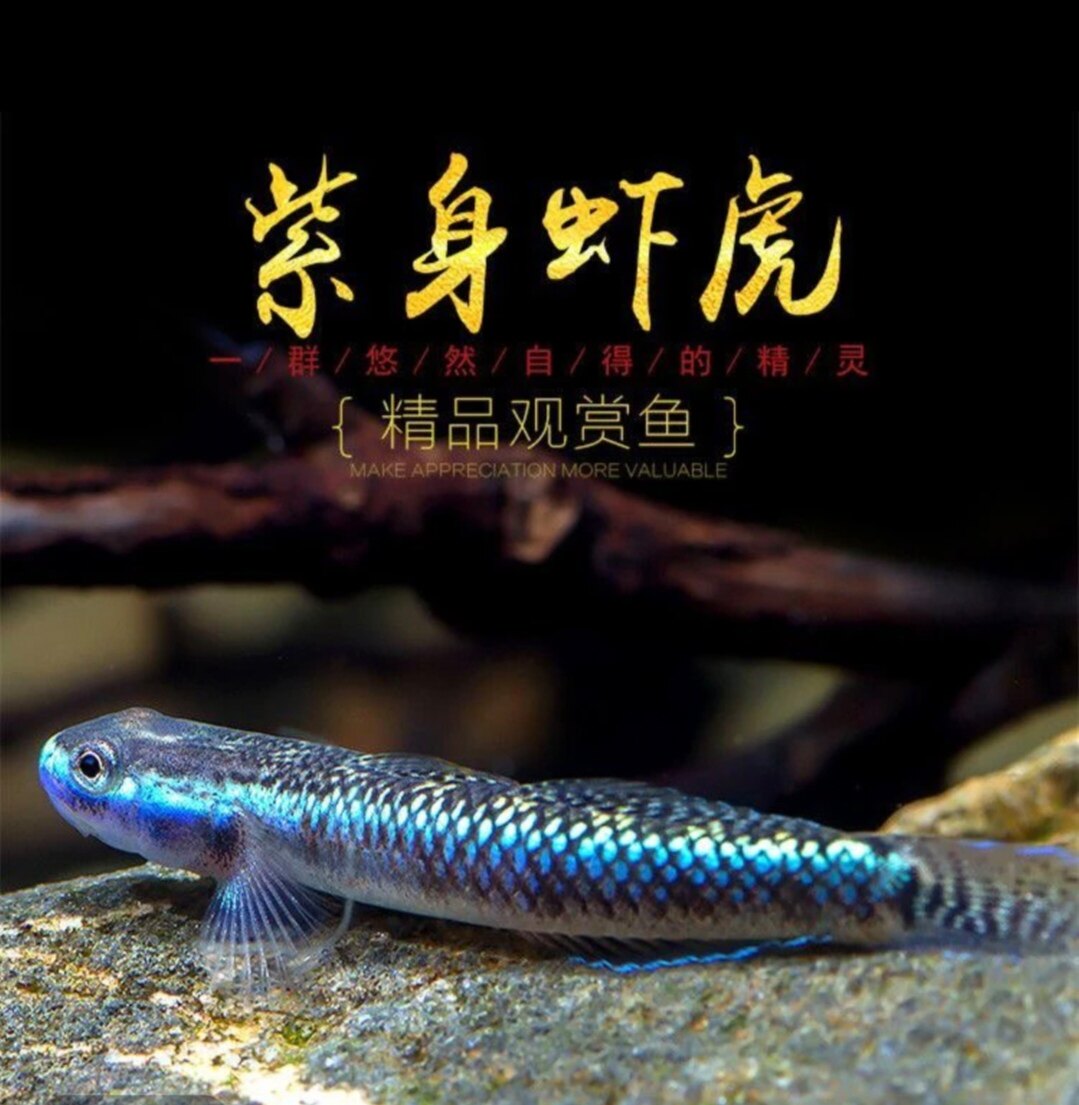 紫身枝桠虾虎电光红唇红腰虾虎原生鱼