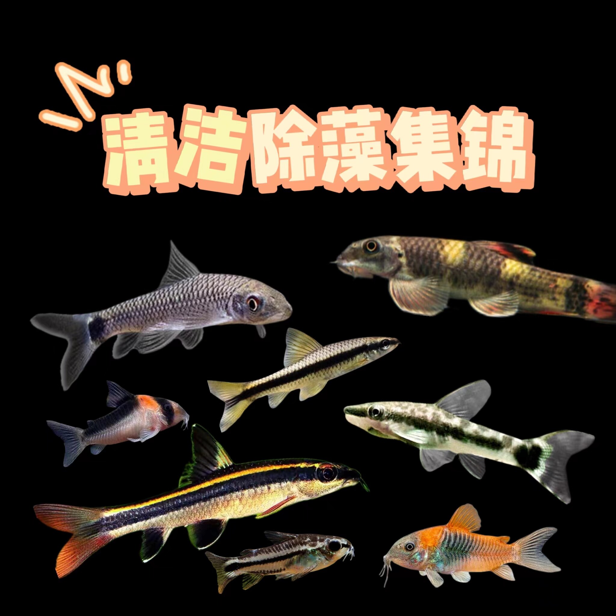 小猴飞狐除藻工具鱼淡水除藻包邮