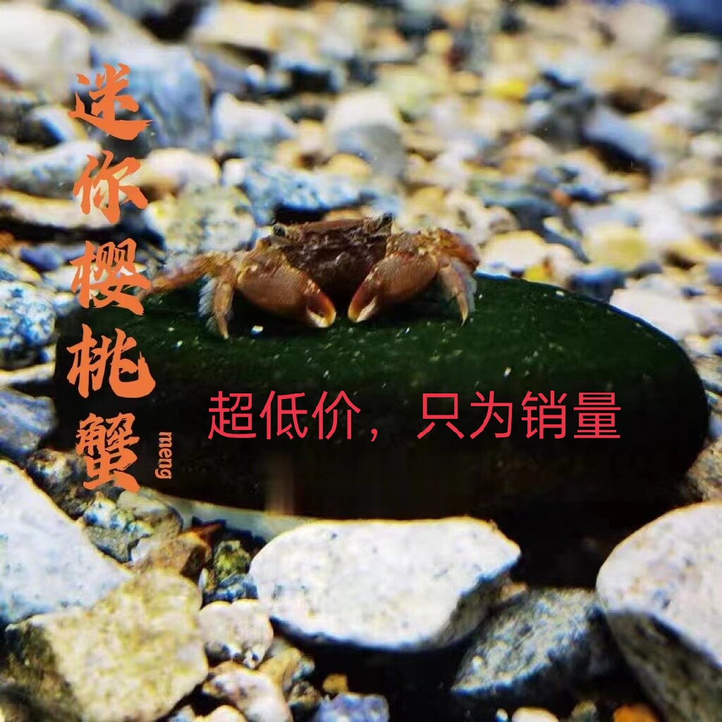 迷你樱桃蟹小型观赏蟹深水蟹辣椒蟹淡水蟹溪蟹温顺长不大小螃蟹