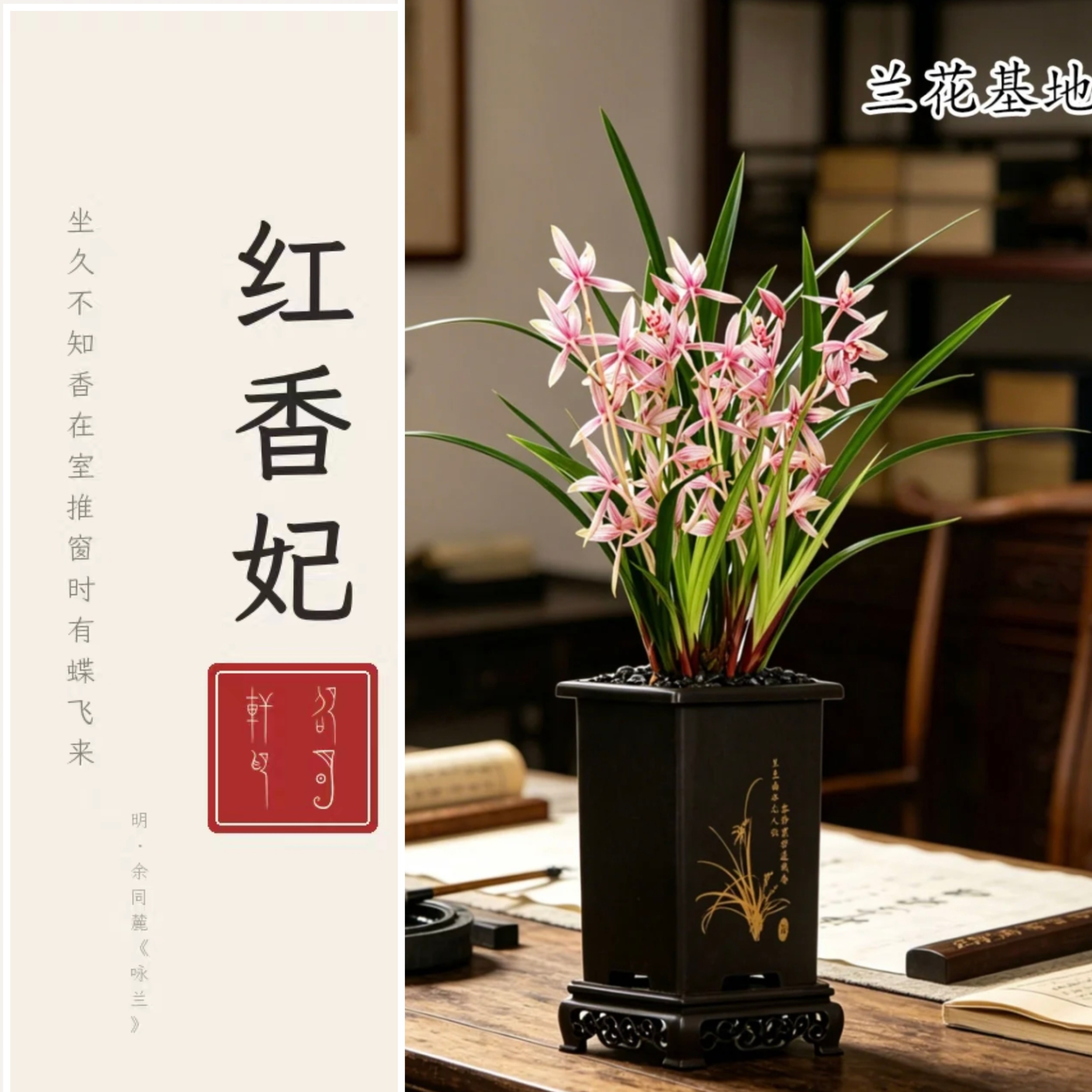 翁源基地兰花国兰建兰红香妃浓郁持久带花苞四季室内阳台盆栽直发