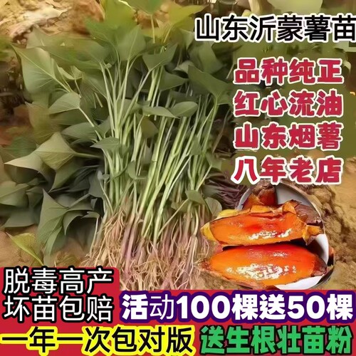 八年老店品种保真烟薯西瓜红薯苗