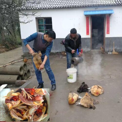 散养鸡现杀炖汤老母鸡笨鸡月子鸡