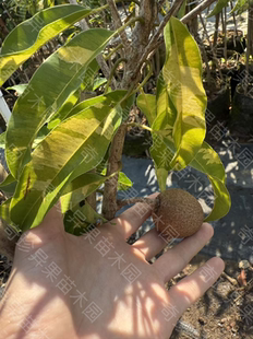 泰国斑叶人心果靠接苗正品