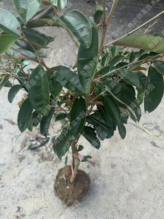 牛奶果靠接苗正品