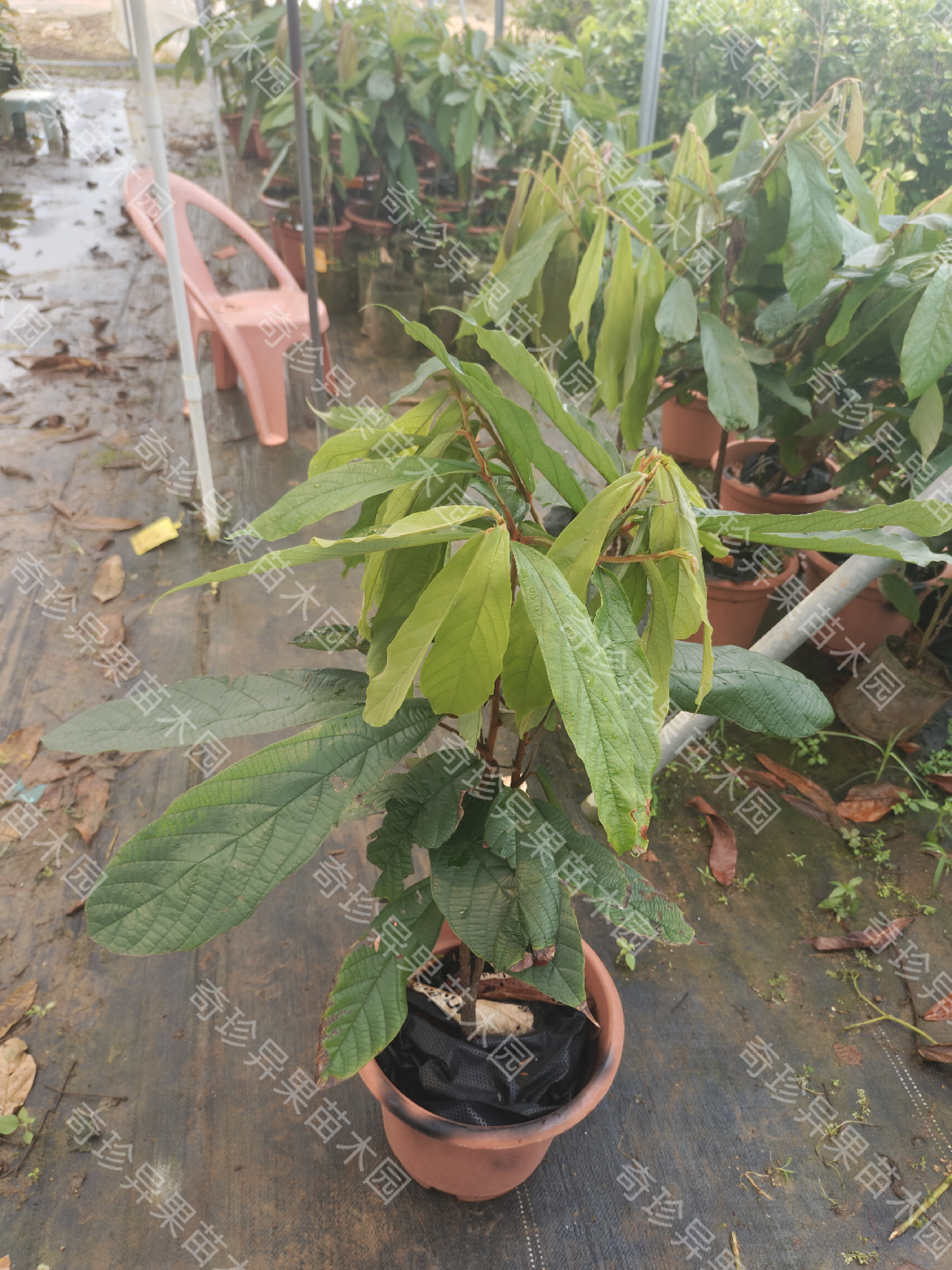 广东湛江进口热带季风气候上帝之果古布阿苏果果苗正品