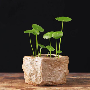 铜钱草绿萝碗莲水养器皿客厅桌面小盆景粗陶仿古石头无孔水培花盆