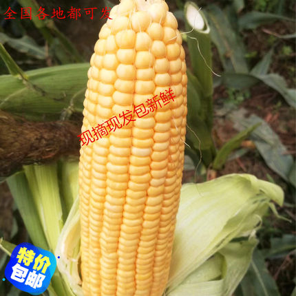 广东潮州新鲜现摘水果玉米潮汕农家自种黄玉米甜脆玉米5斤包邮