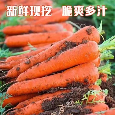 广东潮汕农家自种非转基因种胡萝卜露天新鲜红萝卜带叶带泥发货