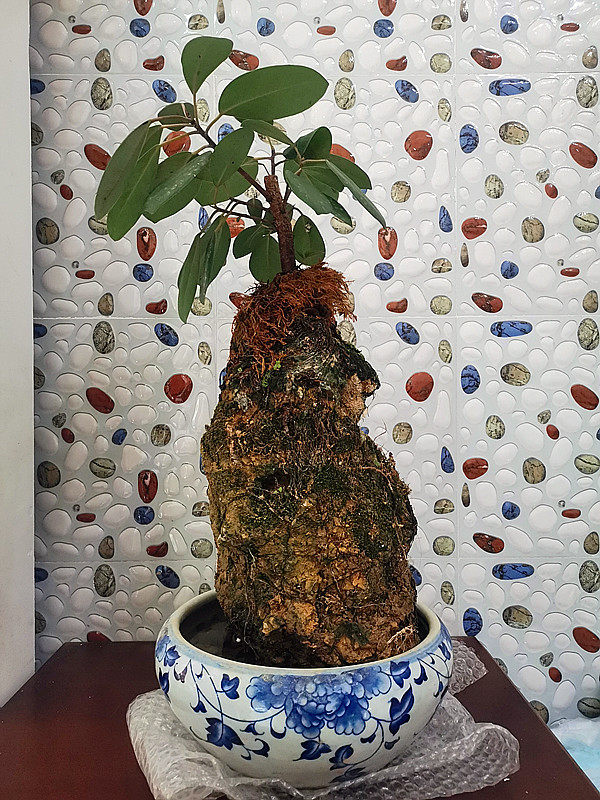 大叶榕树吸水石附石盆景 不是假山 真石上水石植物造型树美观优雅