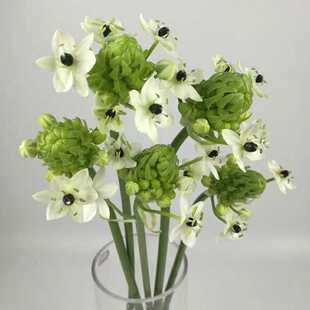 天鹅绒孔雀草鲜切花五世同堂果乳茄生日送礼家用插花昆明空运包邮